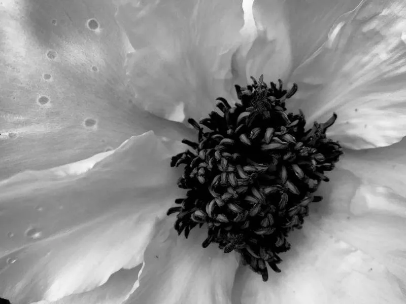 a monochrome peony.jpg