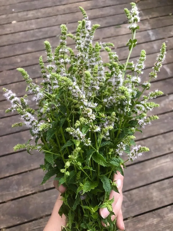 @saramiller mint.JPG