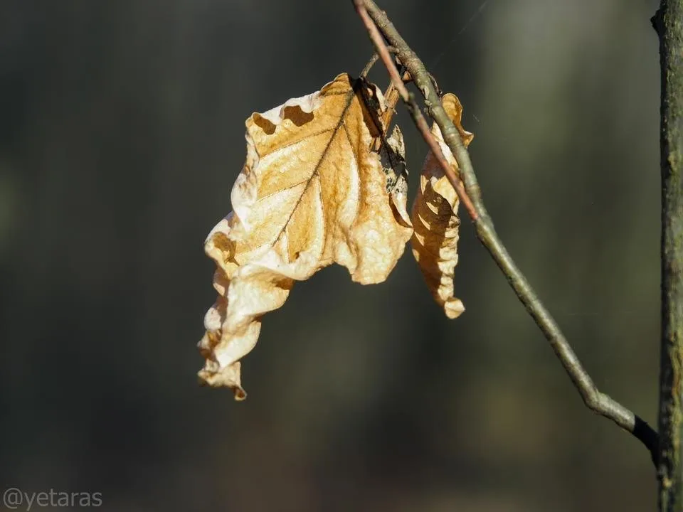 spring forest shots 3.jpg