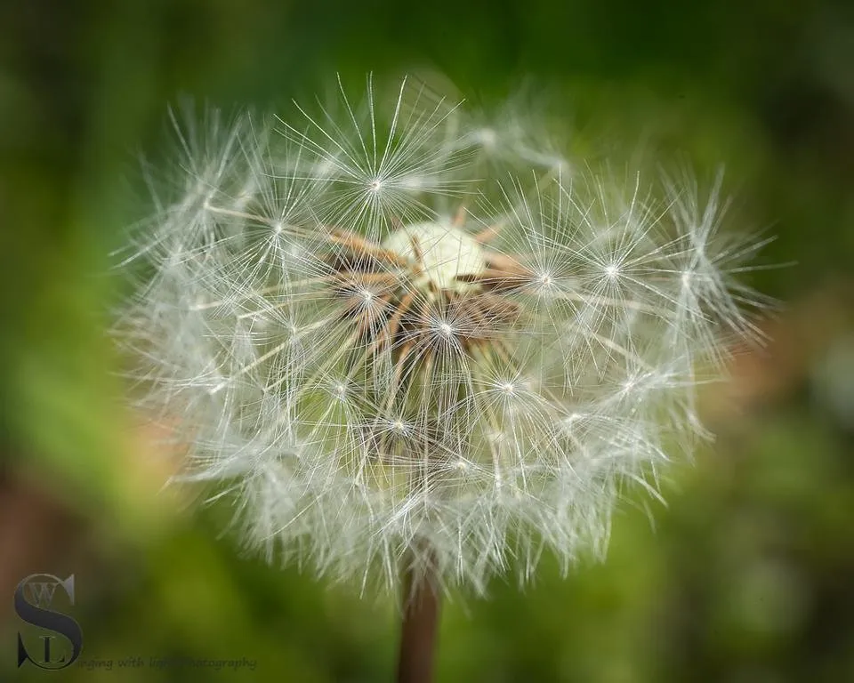 1 dandelions-2.jpg