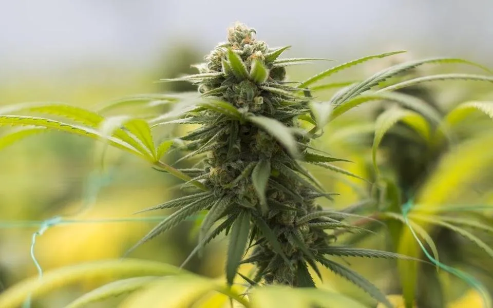 blue-dream-strain-article-1024x640.jpg