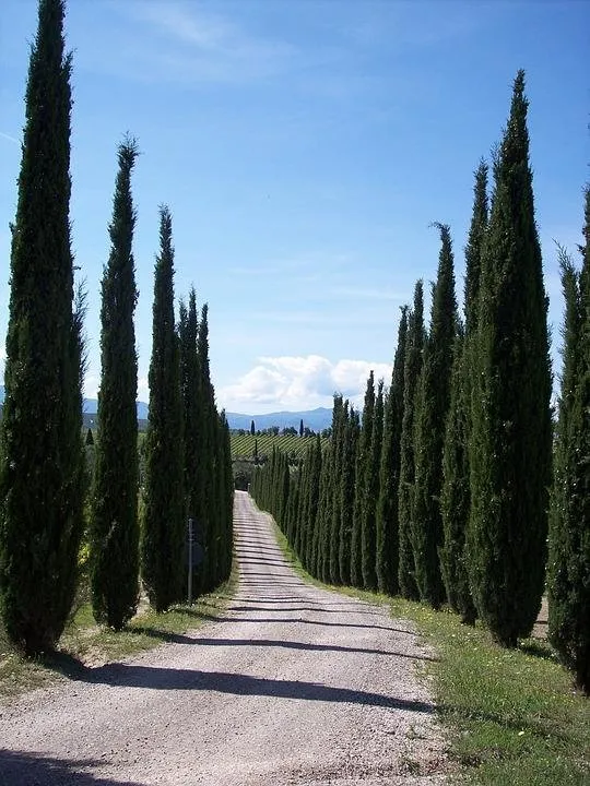 cypress-101428_960_720.jpg