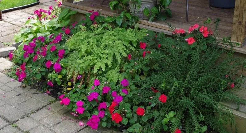 a garden 1.jpg