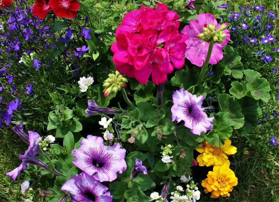 rainbow of flowers.jpg