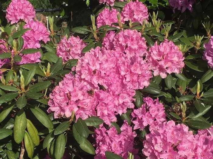 05rhododendronpink.JPG