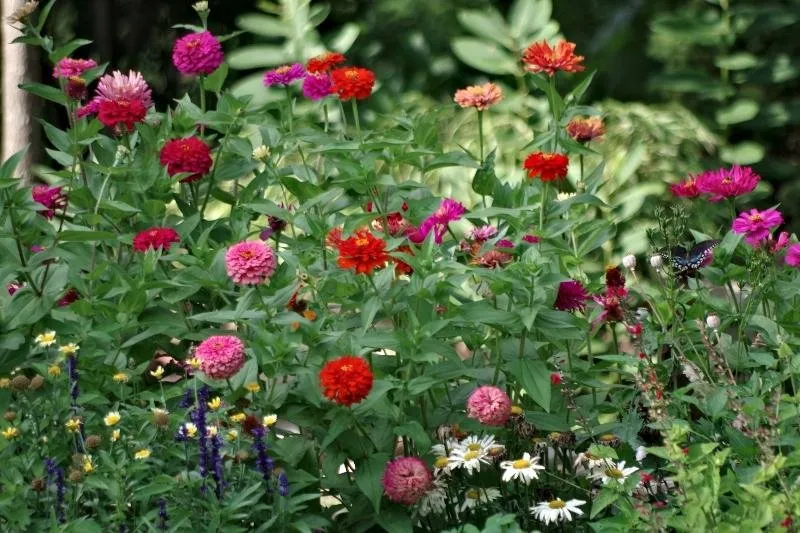 a flower garden 3.jpg