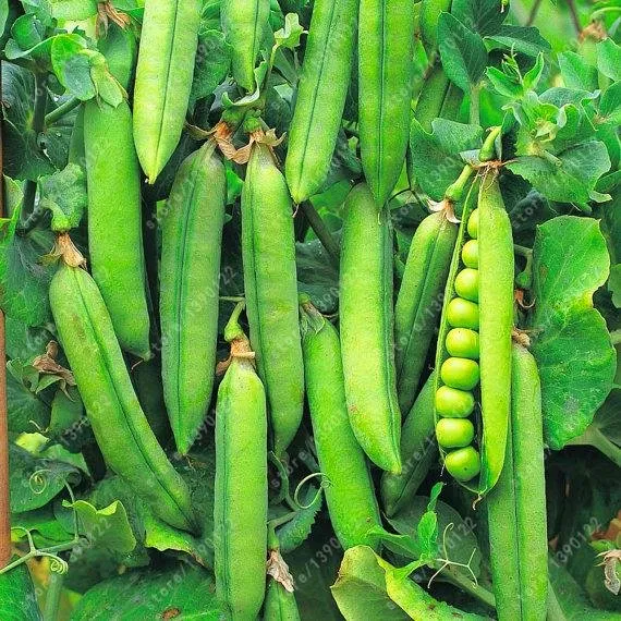 20-pcs-bag-Pea-Seeds-Organic-Super-Sweet-Green-Arrow-bean-seeds-Organically-Grown-Heirloom-seeds.jpg