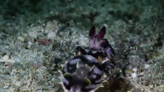 5b7c525161550691137299.gif