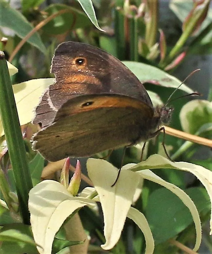 Meadow brown butterfly.jpg
