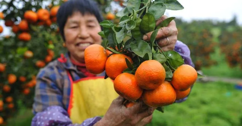 beijing-vegan-fest-c.jpg
