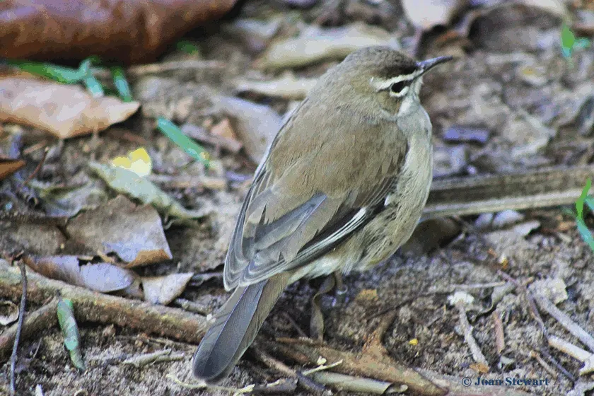 White-browed scrub-robin