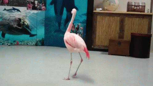 untitled.gif