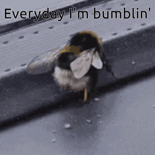 untitled.gif