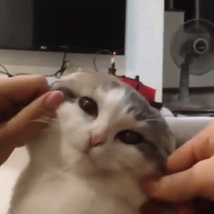 untitled.gif