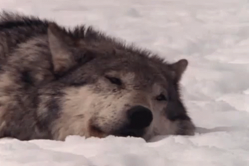 untitled.gif