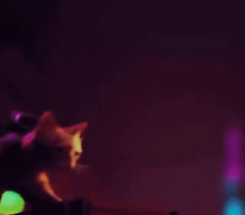 untitled.gif