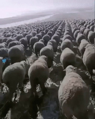 untitled.gif