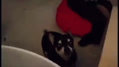 untitled.gif