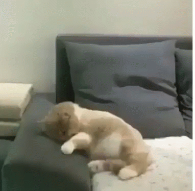 untitled.gif