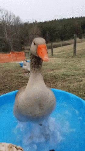 untitled.gif