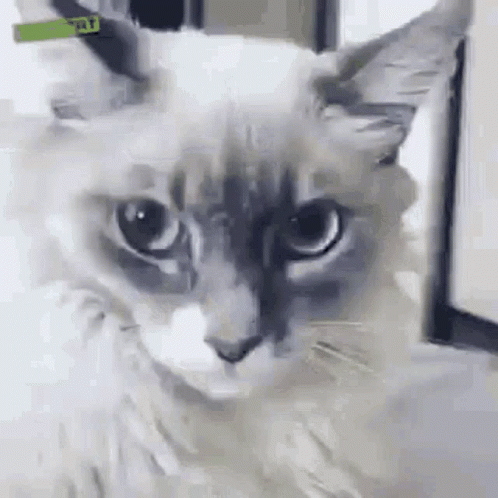 untitled.gif