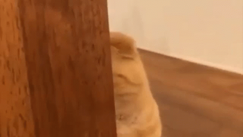 untitled.gif