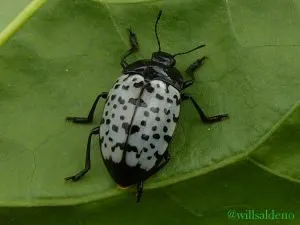 escarabajo con armadura