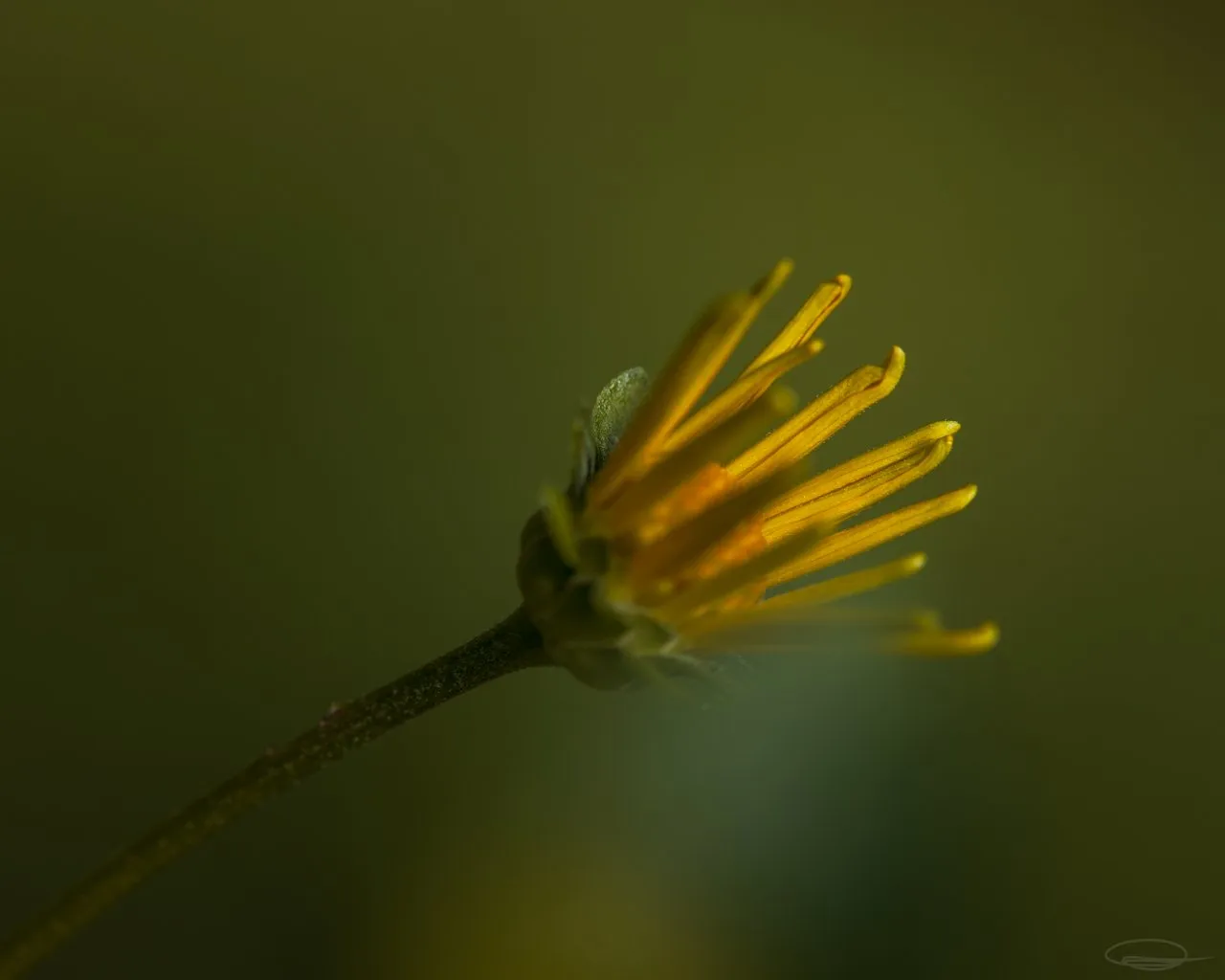 Yellow Flower Close-Up