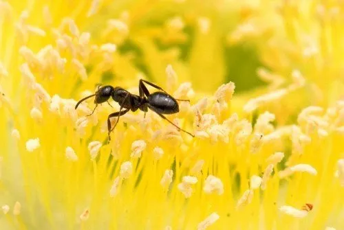 ant-380932_960_7200e8f7.md.jpg