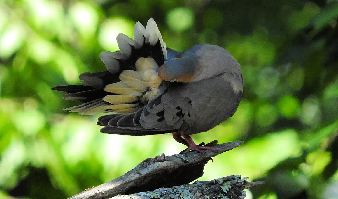 In memory of a tree branch Mourning Dove