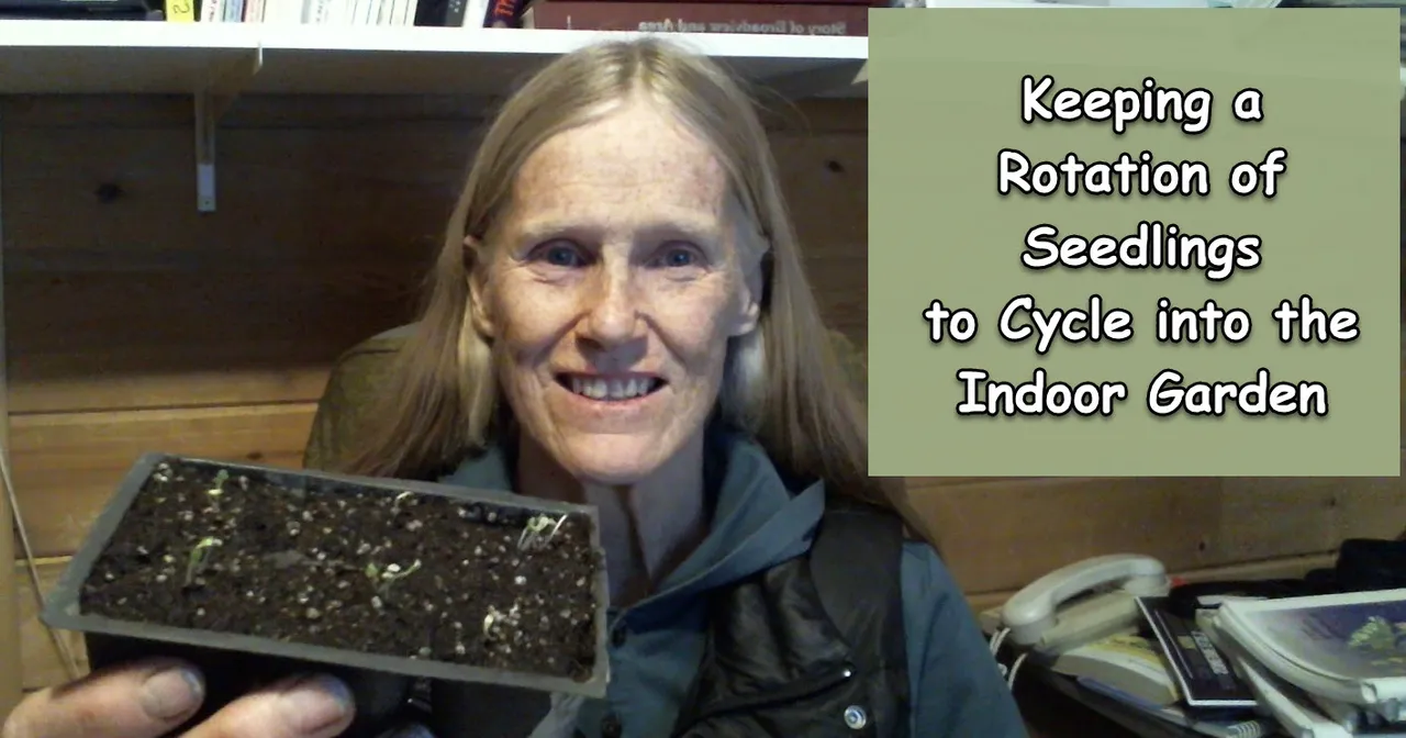 keeping a rotation of seedlings to cycle into indoor garden snap.jpg