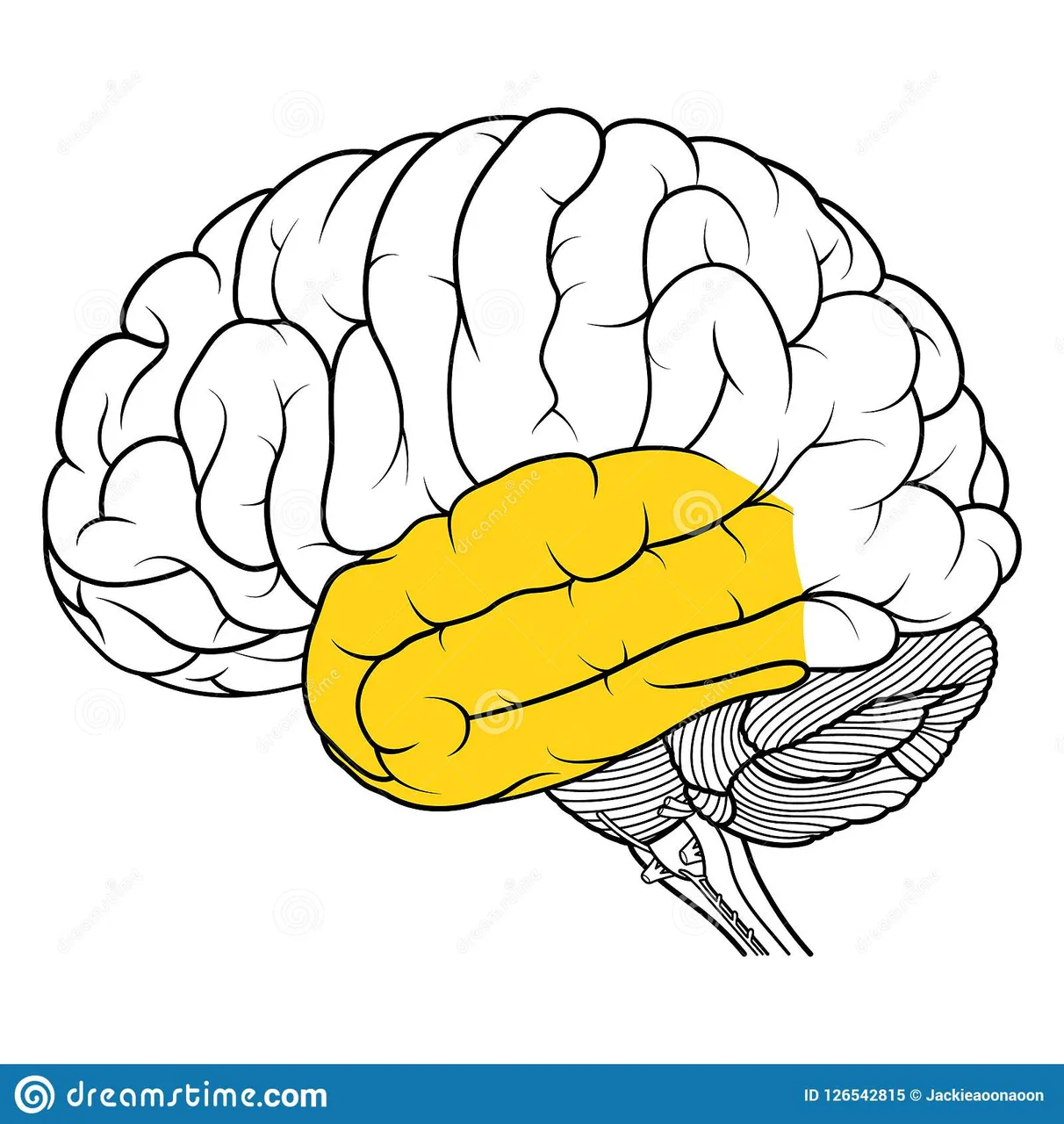 lóbulo-temporal-de-la-vista-lateral-anatomía-del-cerebro-humano-plana-126542815.jpg