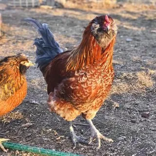 farmstead farmsteadsmith chicken rooster cockerel