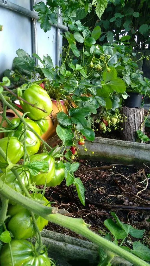 strawberries