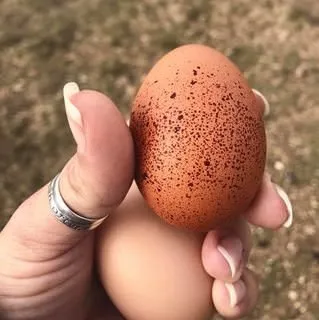 farmstead farmsteadsmith chicken eggs welsummer