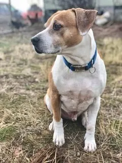 farmstead farmsteadsmith dog koodge beaglemix