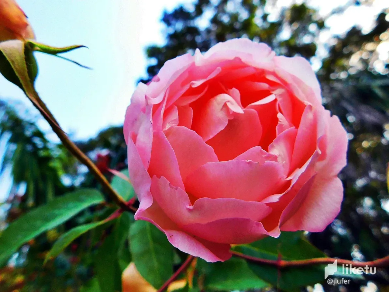 cl8lo347302430okc79fw1ufx_DSCN0171edit.webp