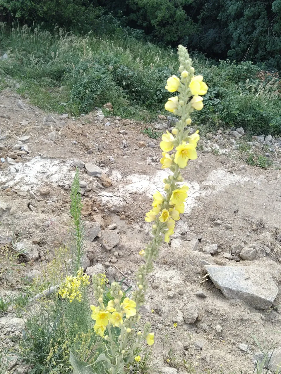 k5lEuIiUF4cwIvs9_IMG_20250715_093215.webp