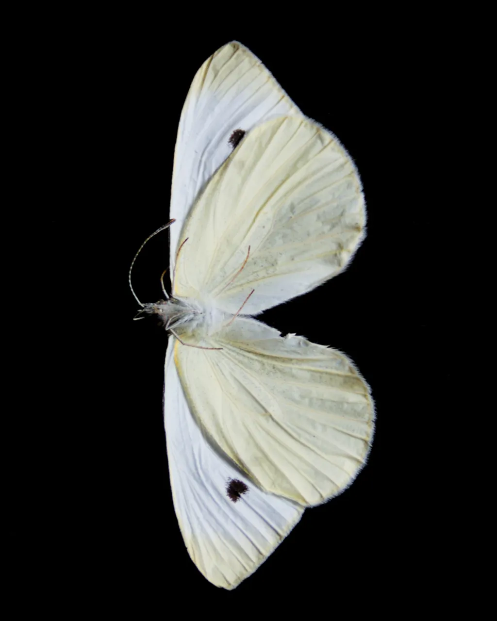 cabbage white butterfly