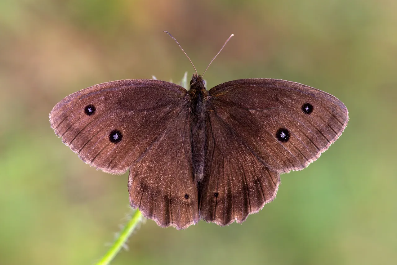 Blaukernauge (Minois dryas)_Q22A7633-BF.jpg