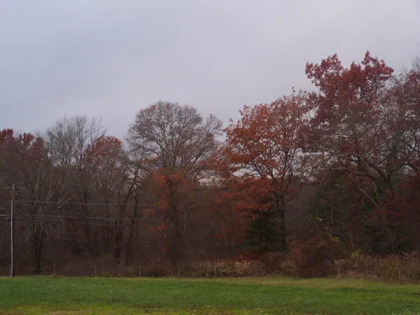 Gloomy November afternoon crop 2019.jpg