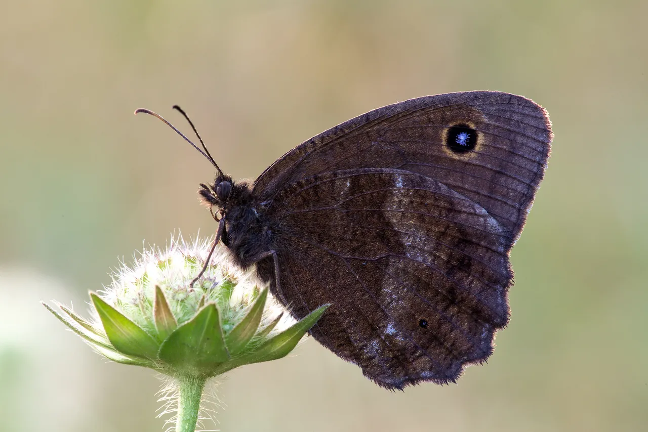 Blaukernauge (Minois dryas)_Q22A7602-BF.jpg