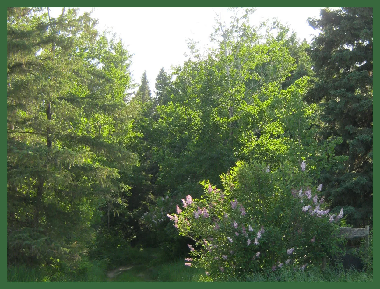 light on lilacs at fron of lane.JPG