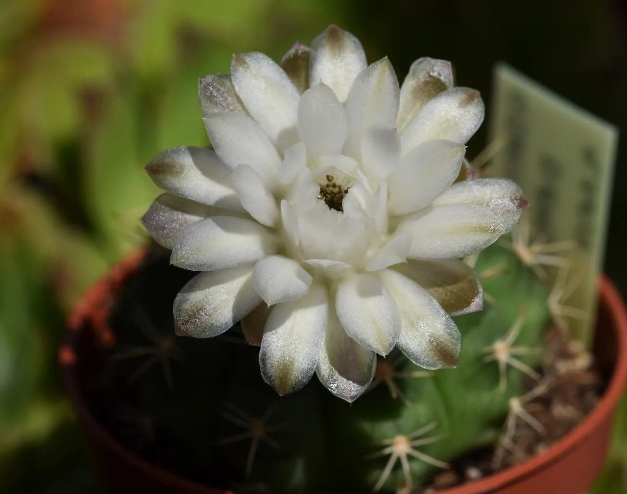 Gymnocalycium damsii white flower 3.jpg