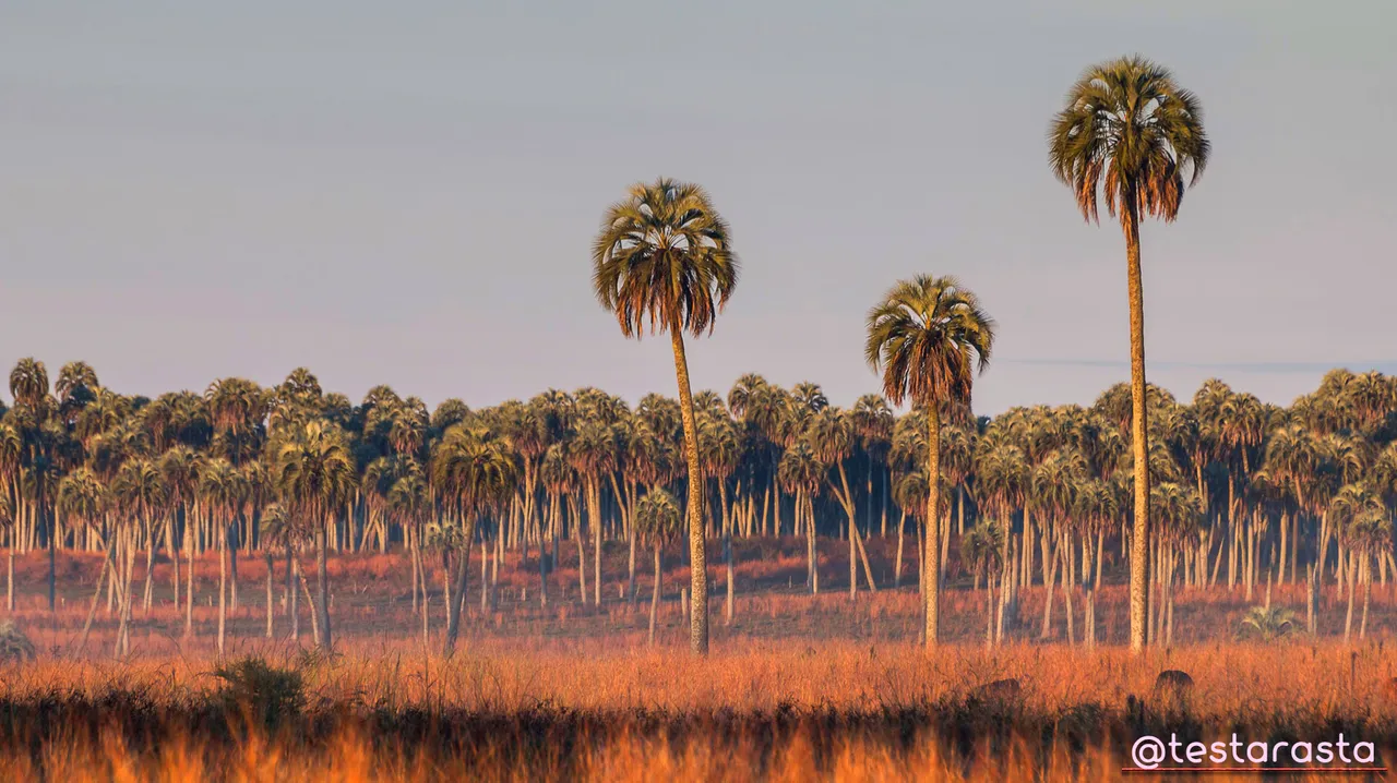 2.-Biodiversity-Argentina-Palmar-Entre-Rios.jpg