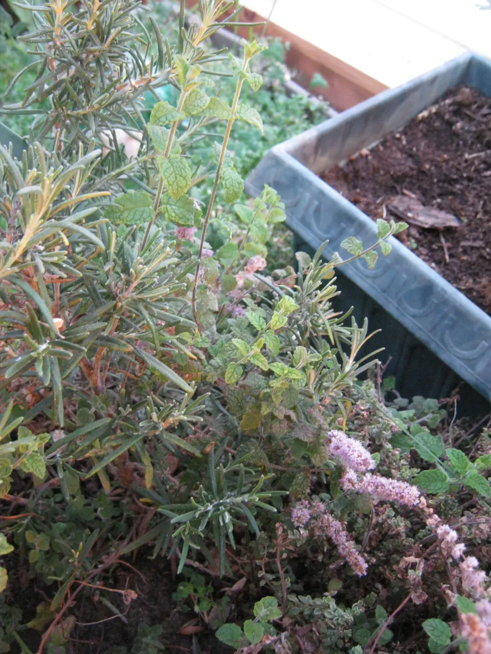 herbs mint in flower and rosemary.JPG