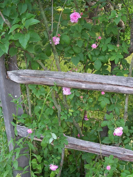 Damascus rose bush crop June 2019.jpg