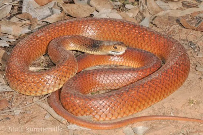 Eastern-Brown-Snake-Matt-Summerville-Flickr.jpg