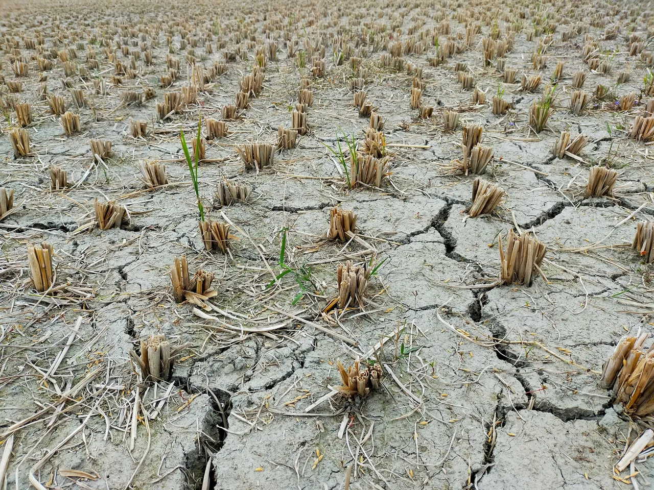 drought.jpg