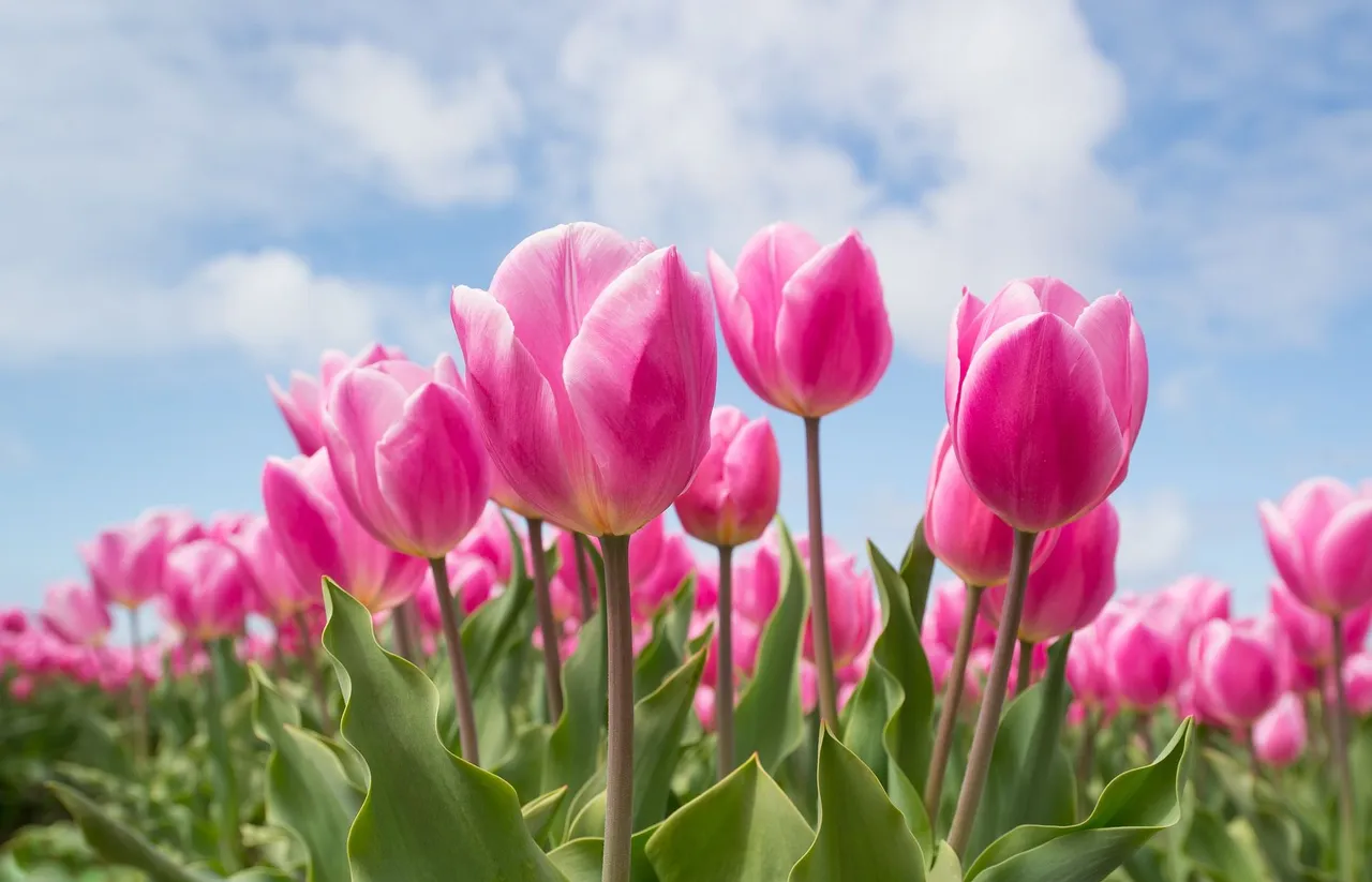 tulips-2254970_1920.jpg